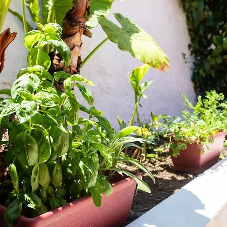 Typical Canary House شاليه Santa Úrsula